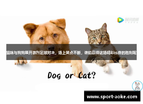 猫咪与狗狗展开激烈足球对决，场上笑点不断，谁能赢得这场精彩比赛的胜利呢
